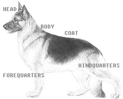 AKC Sketch